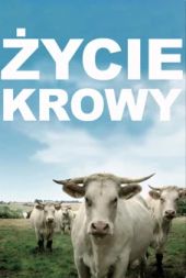 Życie krowy
